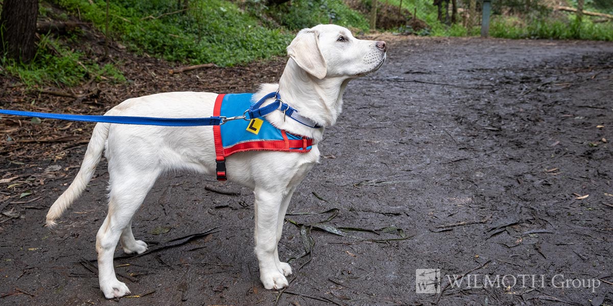How Tenants With Service Animals Are Protected With Fair Housing Laws