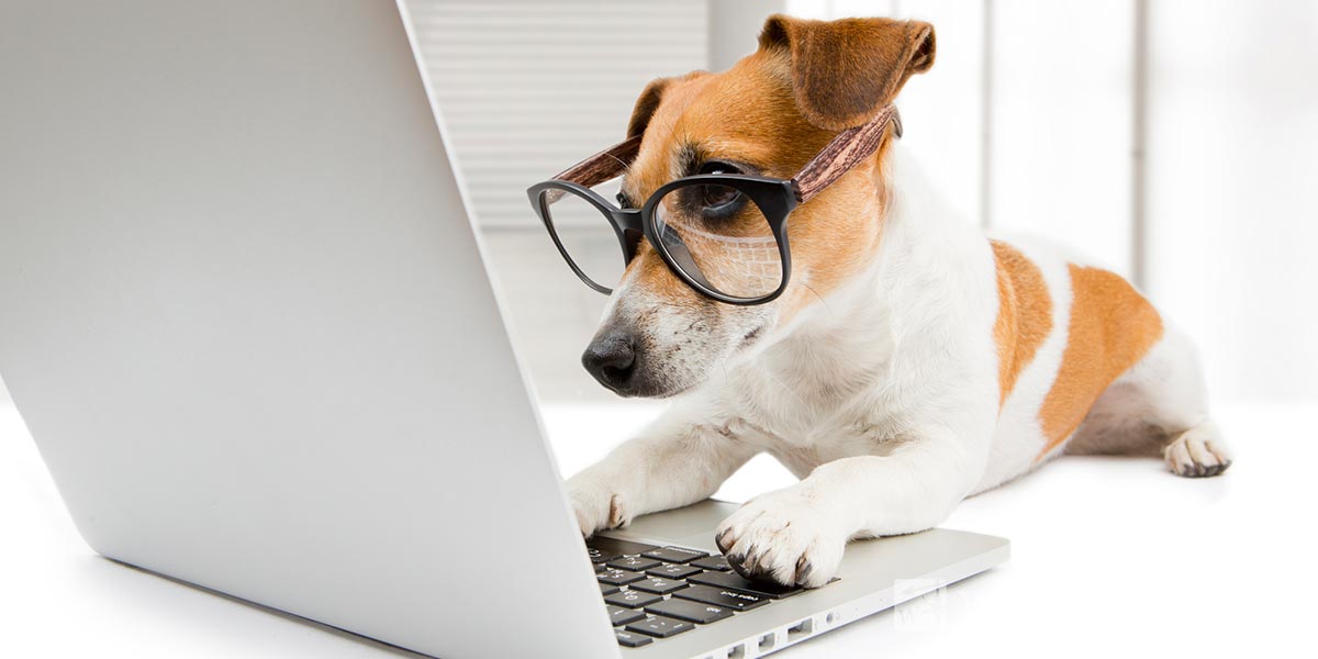 How Do I Get a Pet Approved for a Rental from WILMOTH Group?